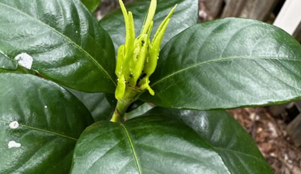 ClearDefense Pest Control - Knoxville, TN. Aphid infested gardenia