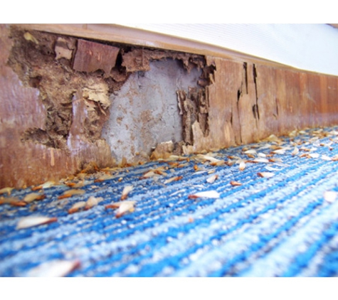 Western AllPest Services Pty Ltd - South Bunbury, WA