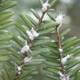 Lupien Tree & Landscape