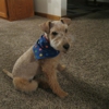 Brenda's Pampered Pets gallery