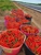 Condoluci Produce - Transport Services