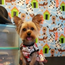 Aaron & Alvin's Dog Grooming - Pet Grooming