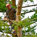 Carol's Tree Service - Tree Service