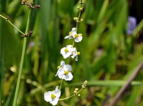 Bayou Sauvage National Wildlife Refuge - Lacombe, LA