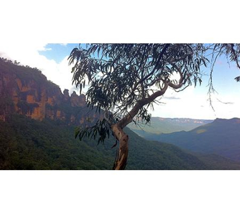 ACT Tree Felling