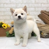 Tailwag Shiba Inu Breeder gallery