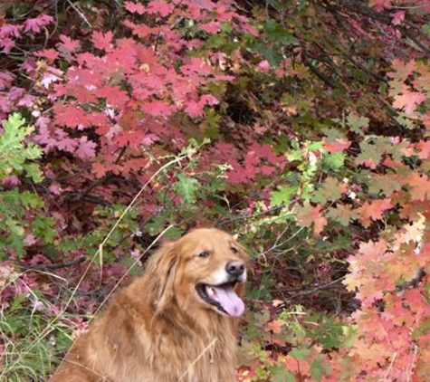 Homeward Bound Veterinary Services, LLC - Reno, NV. Copper abounds in leaves and in Shasta