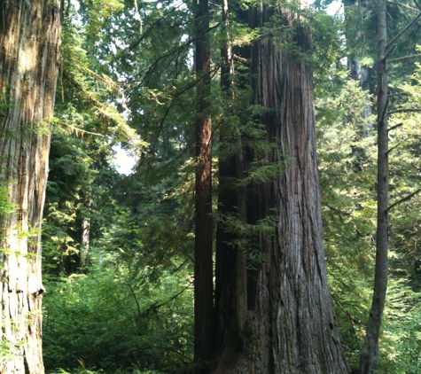 Woodel Insurance Services - Elk Grove, CA. Redwoods of No. Calif.