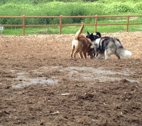 Marymoor Off-Leash Dog Park - Redmond, WA