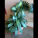 Desert Foliage - Interior Designers & Decorators