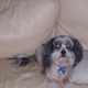 Wags to Whiskers Pet Sitting Forsyth Ga