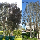 South Green Tree Care - Tree Service