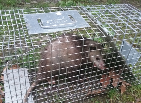 Trzeciakiewicz Wildlife Control - Factoryville, PA