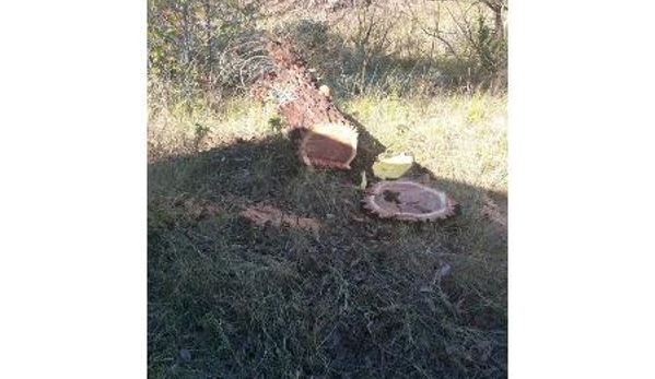 Bell's Tree Service - Wallamore, NSW
