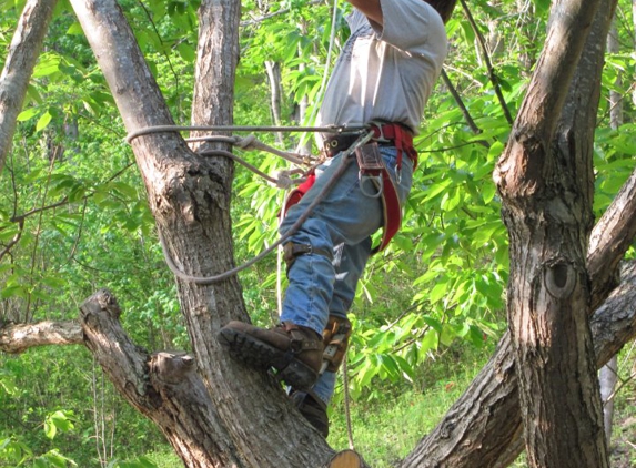 Tree Climber Cutter for Hire - Kimper, KY