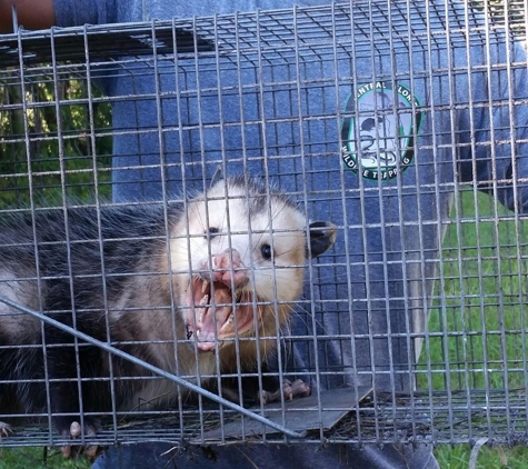 Central Florida Wildlife Trapping - Winter Park, FL