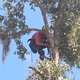 Michael Wagner Tree Service