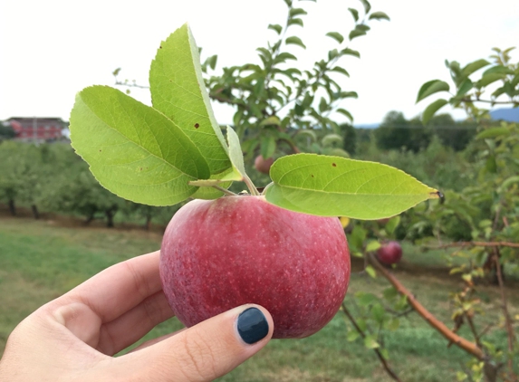 Apple Hill Farm - New Paltz, NY