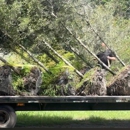 Evergreen Tree Trimming and Removal Service - Arborists