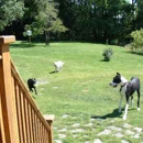 PuppyTrails Daycare & Overnite Spa - Pet Boarding & Kennels