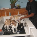 Barkley's Do It Yourself Dog Wash & Professional Groom Spa - Pet Services
