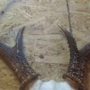 Memories Taxidermy - Taxidermists