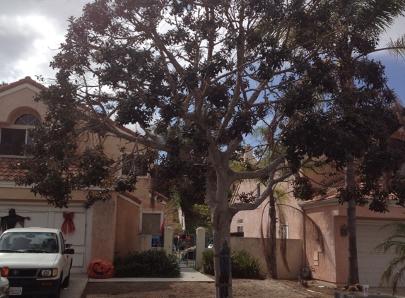 Cesareo Tree Service - Oceanside, CA
