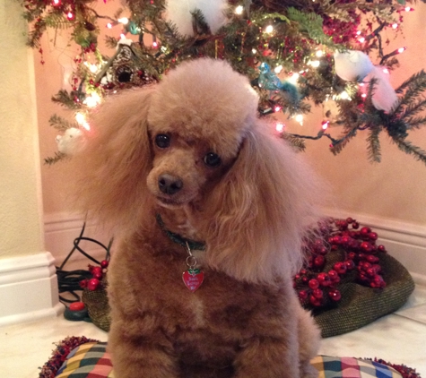 Shear Magic Pet Grooming - Casselberry, FL