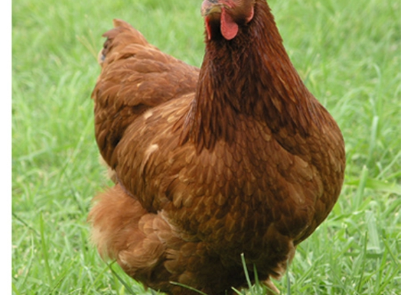 Cheep & Quack Hatchery - Deer Vale, NSW