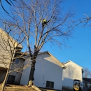 H & M Tree Service Inc - Tree Service