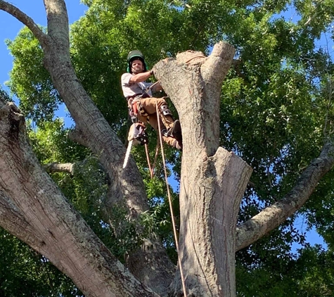 McCullough Tree Service - Longwood, FL