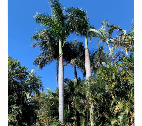 All Tree And Palm Trimming And Removal