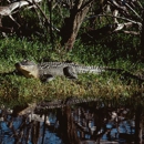 Everglades Excursions - Sightseeing Tours