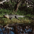 Everglades Excursions