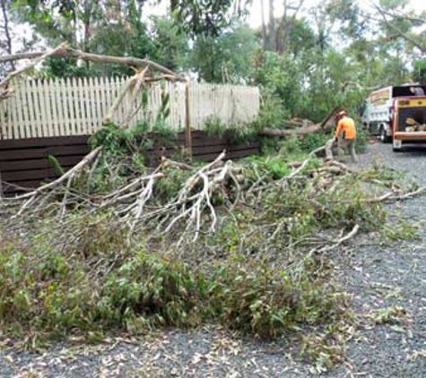 Simpson Trees & Stumps - Alfredton, VIC