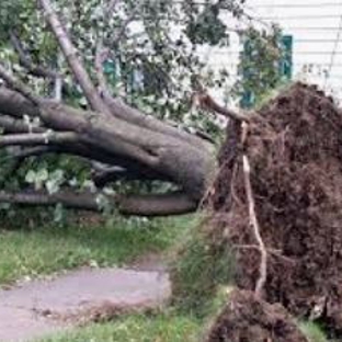 A1 Tree Service - Peoria, IL