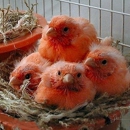 Columbia Canary/Finch Club - Birds & Bird Supplies