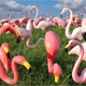 Don's Flamingo Farm