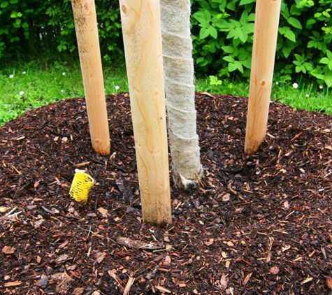 White Oak Tree and Landscape - North Haven, CT. Planting and Mulching