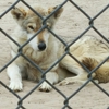 Emerald Coast Wildlife Refuge Zoological Park gallery