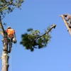 First Coast Tree Surgeons gallery