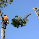 First Coast Tree Surgeons - Tree Service