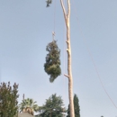 Fernando's Tree Services - Tree Service