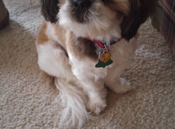 A Dog Eared Corner Pet Grooming - Columbia, SC. This is suppose to be a NEW cut.. Just left the salon.