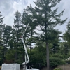 The Tree Guy Services LLC gallery