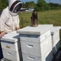 Delpa Bee Removal