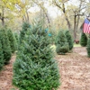 Kelumac Christmas Tree Farm Bed and Breakfast gallery