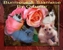 Burmese & Siamese Kittens By Oramor - Cat Breeders