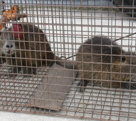 Animal Control Wildlife - New Caney, TX