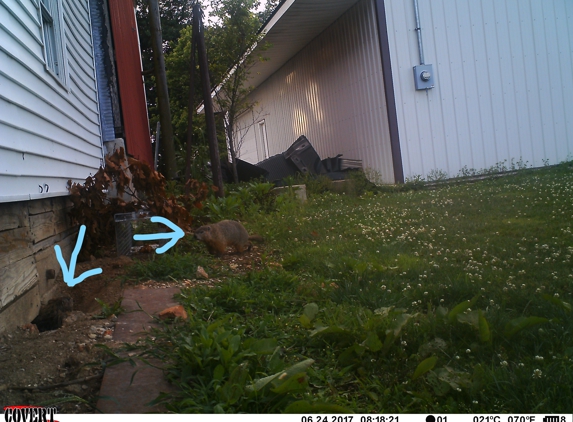 Dave's Pest Control - English, IN. Groundhog at mom's